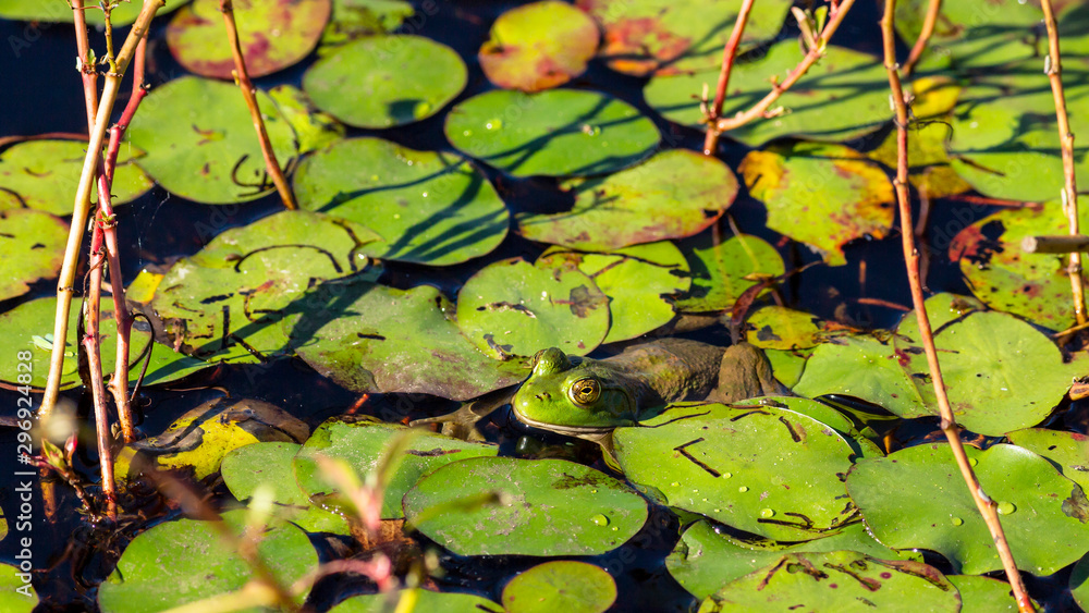 close up of a frog hiding among green leaves in a pond close up of a frog hiding among green leaves in a pond