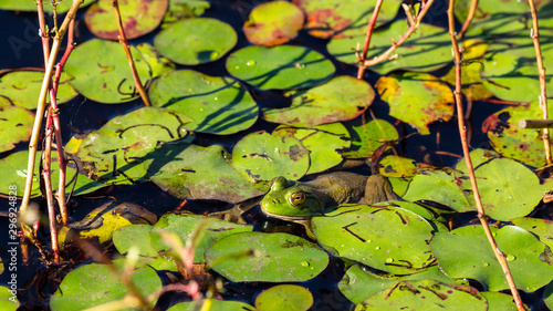 close up of a frog hiding among green leaves in a pond