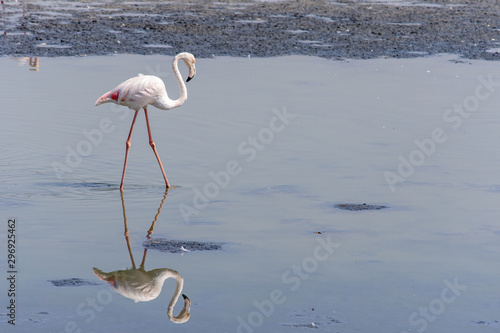 A Greater Flamingo at sunset walking in the water in search of food in Dubai  UAE  Phoenicopterus roseus .