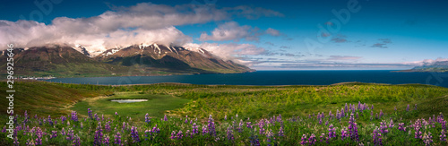 Obraz na płótnie Panoramic view of lupin fields. w salonie