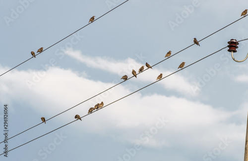 A flock of birds resting on the wires between the posts.