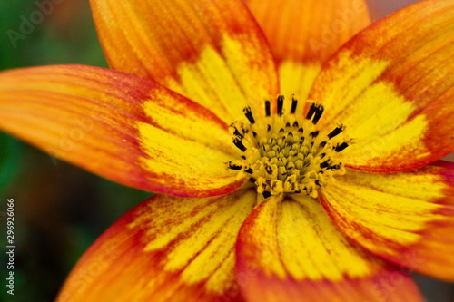 Close-up of a two color, Yellow Orange Flower, Bidens triplinervia  photo