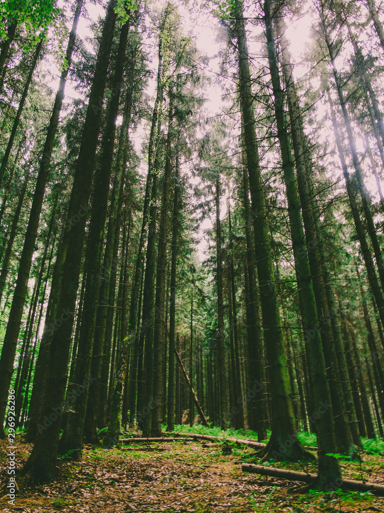 Fototapeta premium Copenhague