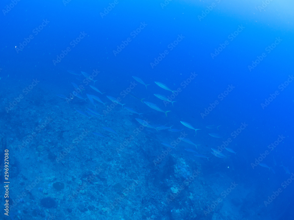 Fototapeta premium トカラ列島_口之島_スキューバダイビング