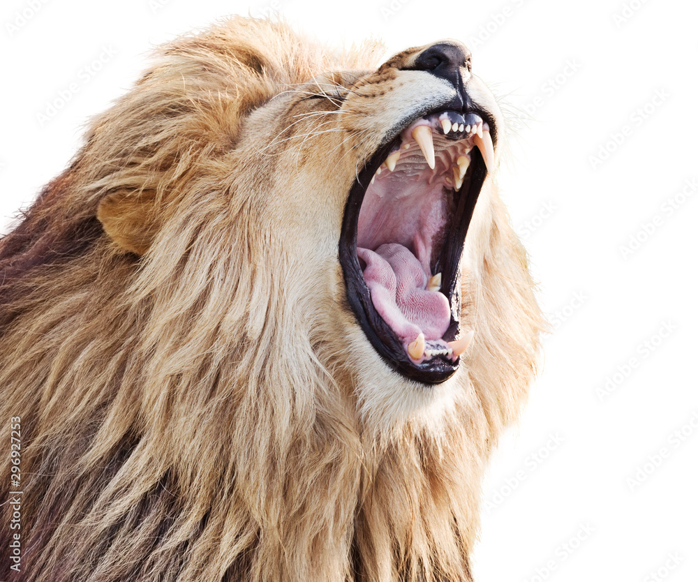 Furious roaring lion male isolated on white background Stock Photo ...