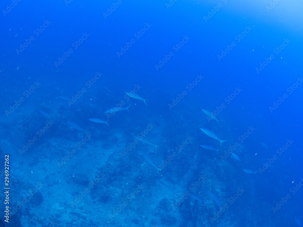 Fototapeta premium トカラ列島_口之島_スキューバダイビング