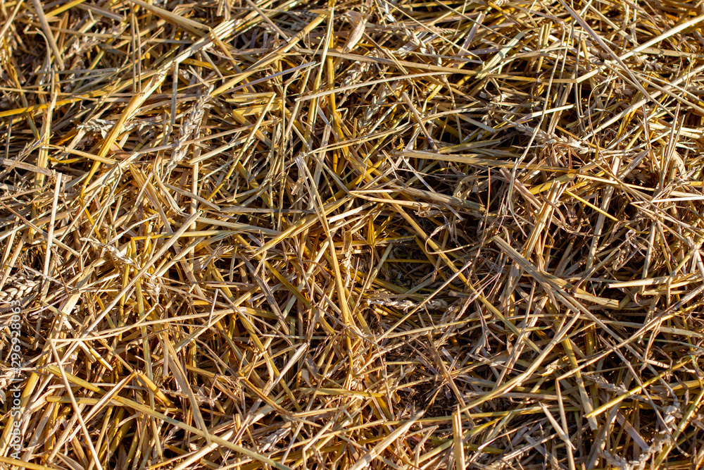 background of dry straw