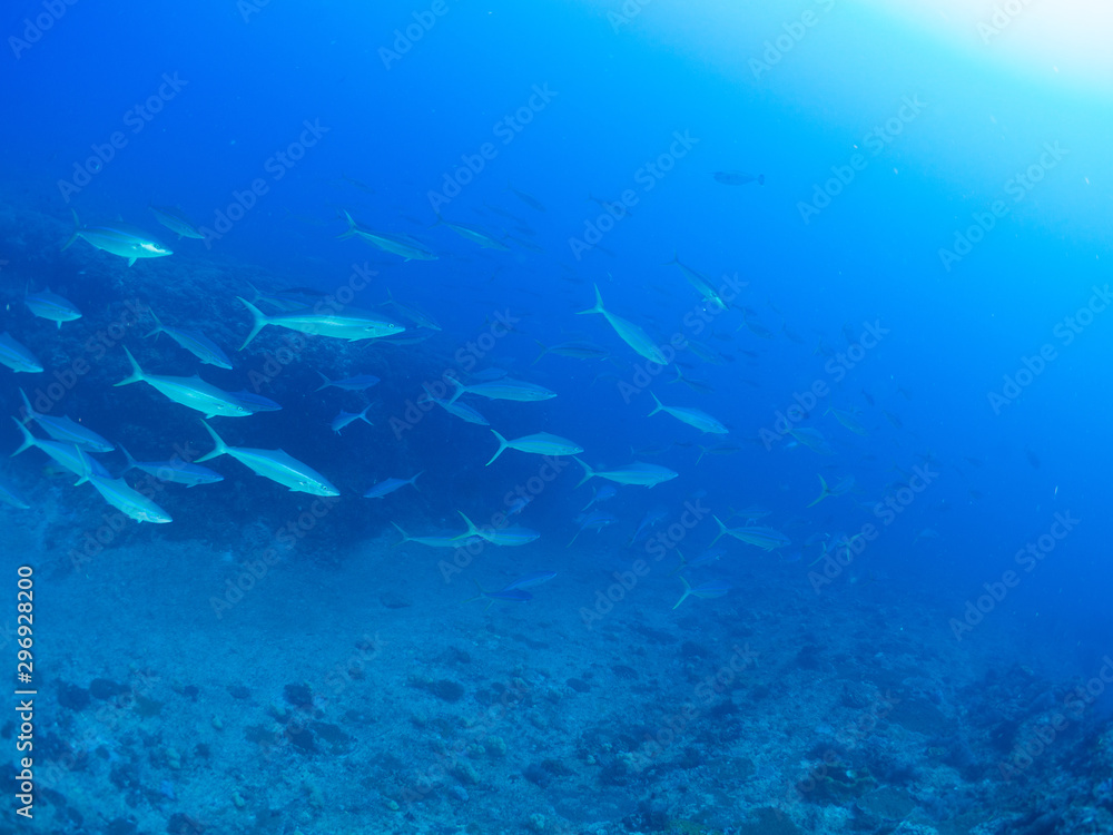 Fototapeta premium トカラ列島_口之島_スキューバダイビング