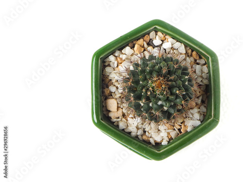 Top view of a mini ball sphere cactus, Mammillaria scrippsiana, in hexgonal green ceramic pot with small pebble on white background.  photo