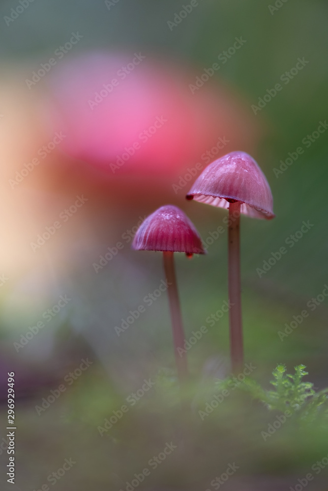 Fototapeta premium Zwei Pilze im Herbst