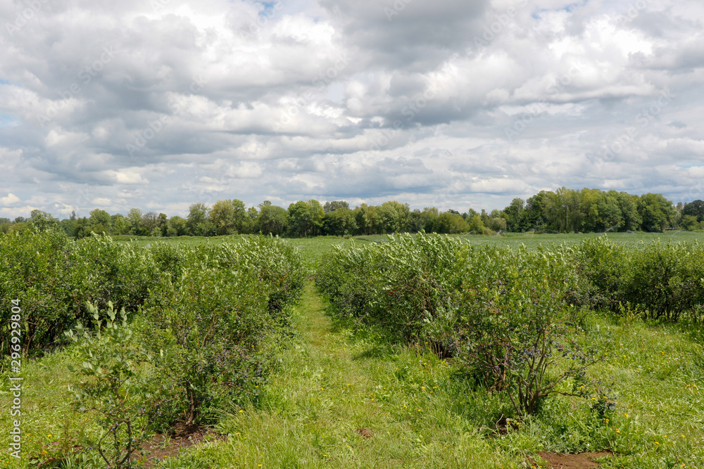 Organic Fresh Blackberry in Farm Ready to Harvest for Visitor and Tourist on Season.