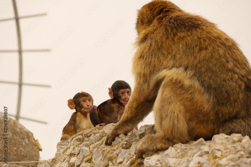 Obraz premium Affenfamilie