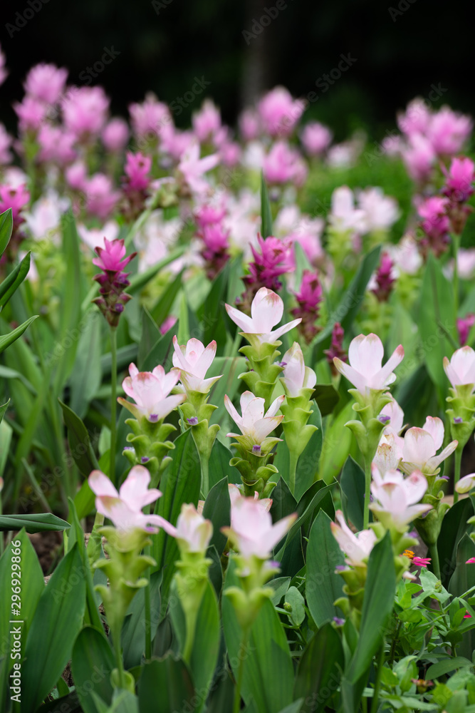 Field of siam tulips or Dok krachiao (Curcuma alismatifolia) are blooming very beautiful in the garden outdoors. Field of siam tulips or Dok krachiao (Curcuma alismatifolia) are blooming very beautiful in the garden outdoors.