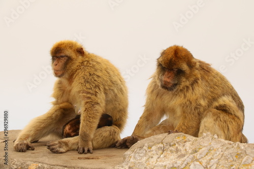 Affen - Makaken © le_moque
