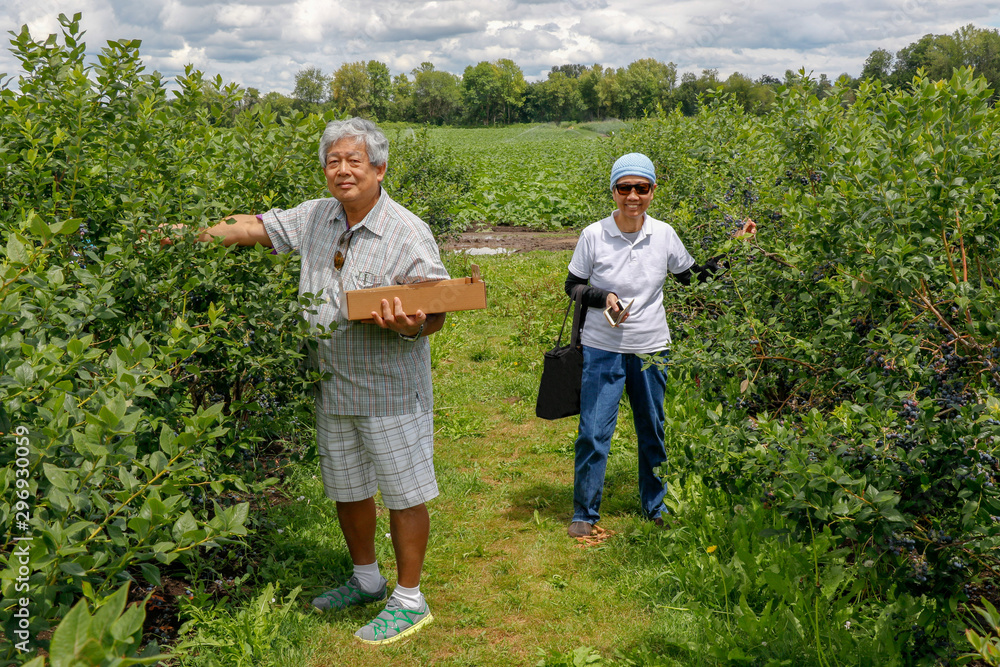 Man and Woman Asian Spouse with gray hair happy to Harvest fresh blueberries at oganic farm in summer holidays. Man and Woman Asian Spouse with gray hair happy to Harvest fresh blueberries at oganic farm in summer holidays.