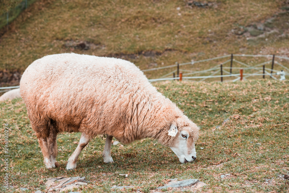 Herd of sheep on green pasture. Sheep eating grass in nature on meadow. Herd of sheep on green pasture. Sheep eating grass in nature on meadow.
