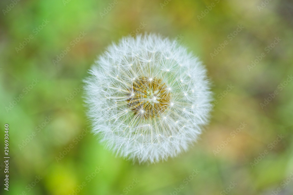 dandelion dandelion