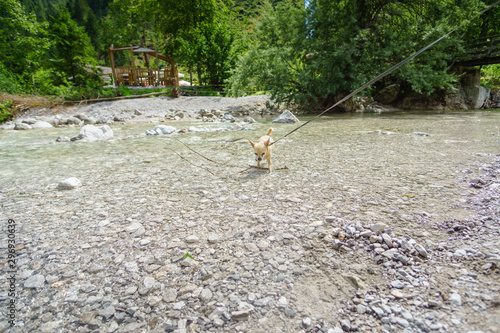 Chihuahua im Bergbach