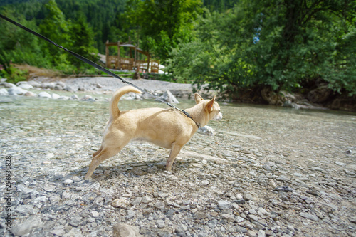 Chihuahua im Bergbach