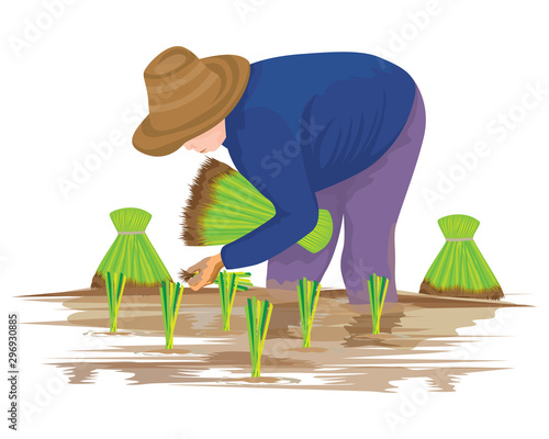farmer transplant rice seeding vector design