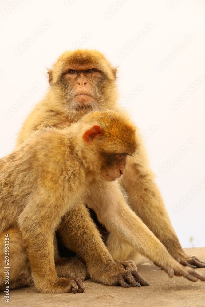 Obraz premium Makaken
