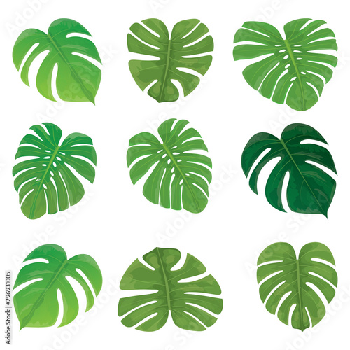 fern leaves on white background