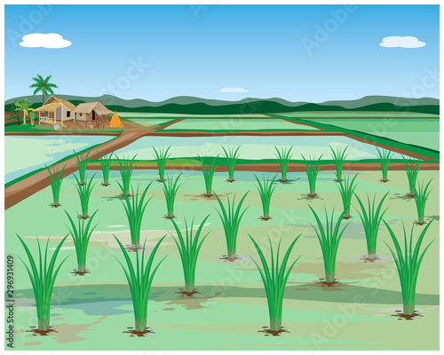 rice plant in paddy field vector design