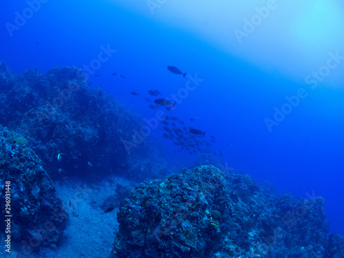 トカラ列島_口之島_スキューバダイビング