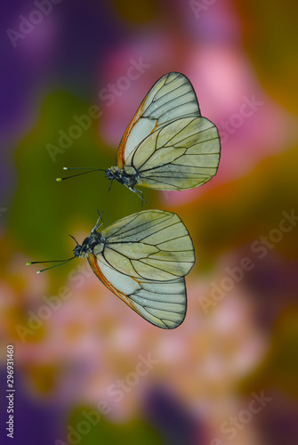 Butterfly theme photo