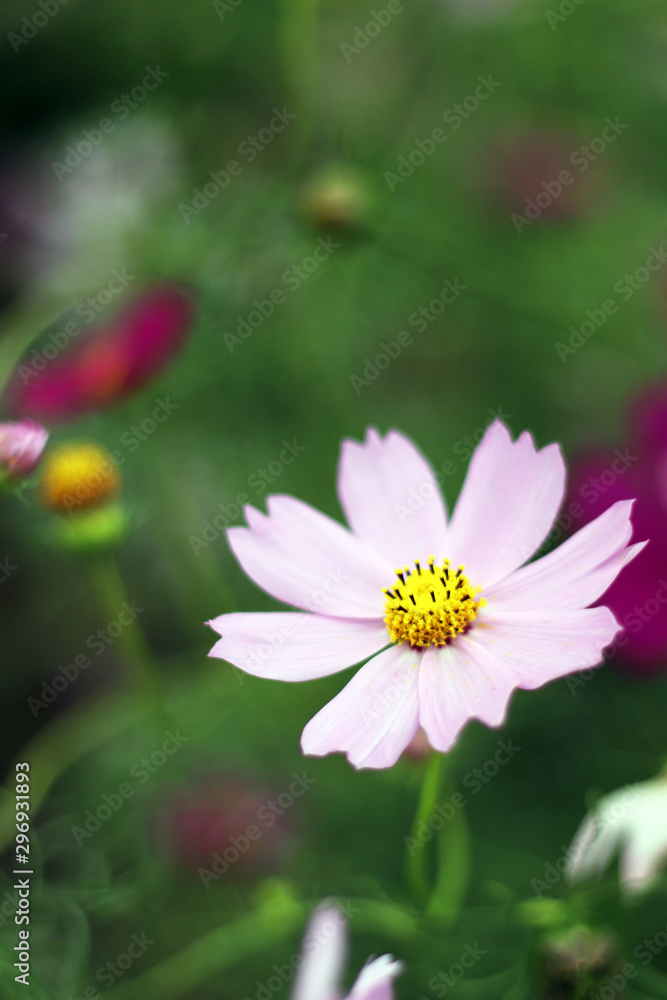 秋桜 秋桜