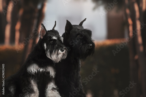 Cuadro en lienzo miniature schnauzer autumn dogs