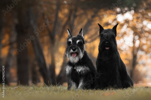 miniature schnauzer autumn dogs