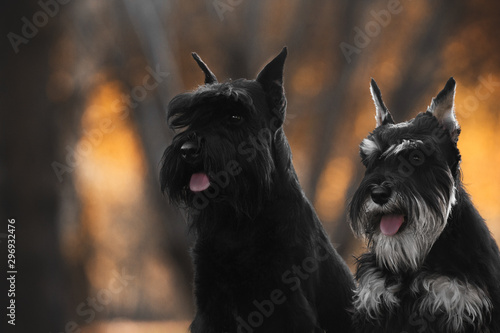 Cuadro en lienzo miniature schnauzer autumn dogs