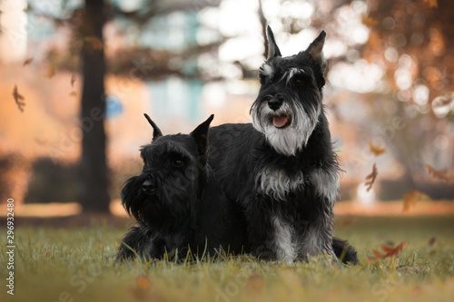 miniature schnauzer autumn dogs
