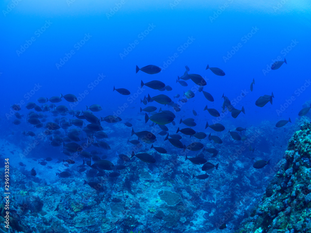 Fototapeta premium トカラ列島_口之島_スキューバダイビング