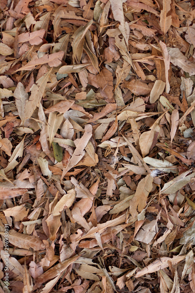 Vertical texture of dried leaves by autumn. Vertical texture of dried leaves by autumn.