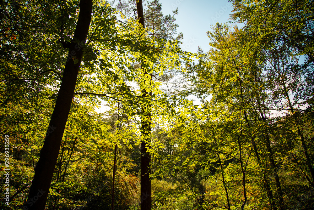 Obraz premium Sonne strahlt durch Blätterkronen