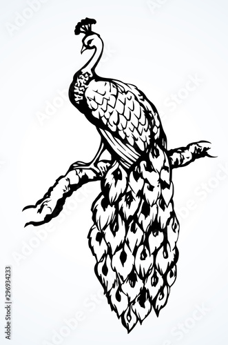 A beautiful peacock sit on the tree. Vector drawing