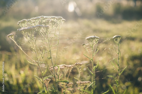 Grass yarrow in spiderweb on a green meadow in the rays of the setting sun. Late summer. Early autumn. Soft focus © Maryna