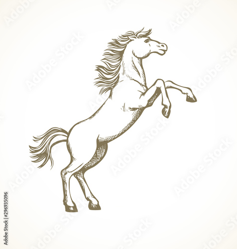 Horse began to buck. Vector drawing
