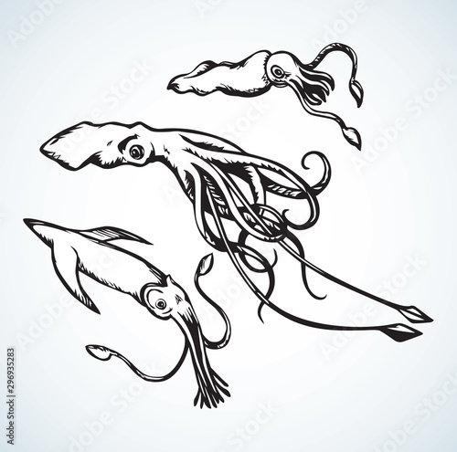 Squid. Vector drawing
