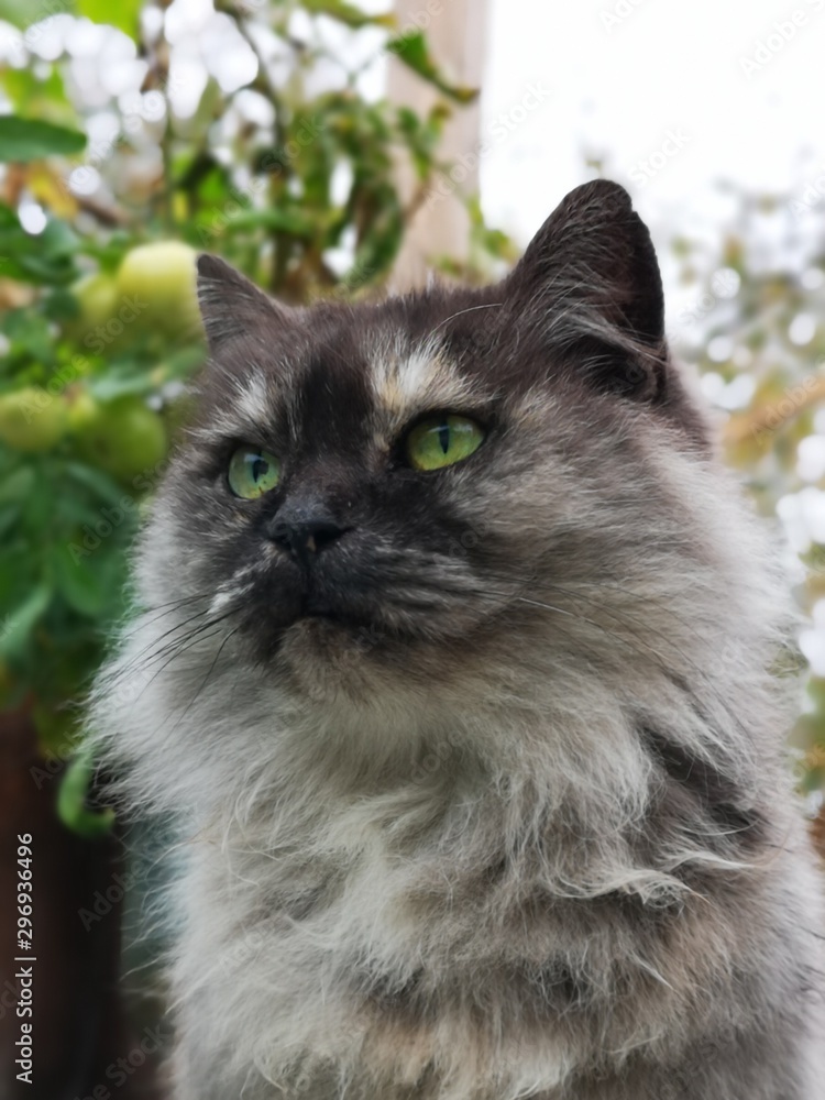 Beautiful portrait of a dainty cat