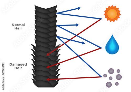damaged hair and normal hair vector / sun water and dust protection