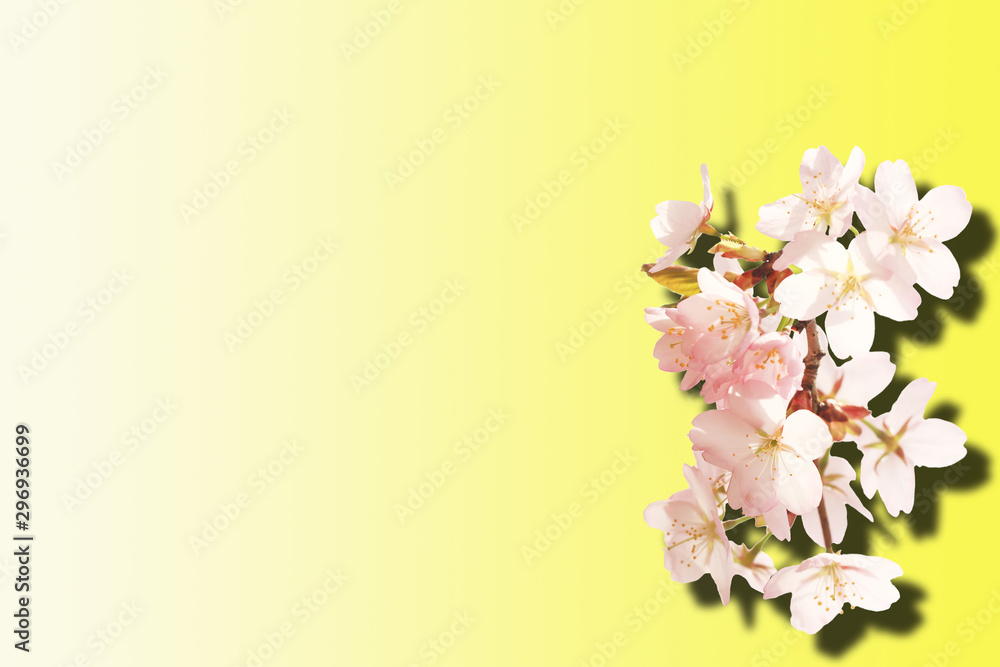 Sakura flowers isolated yellow gradient background