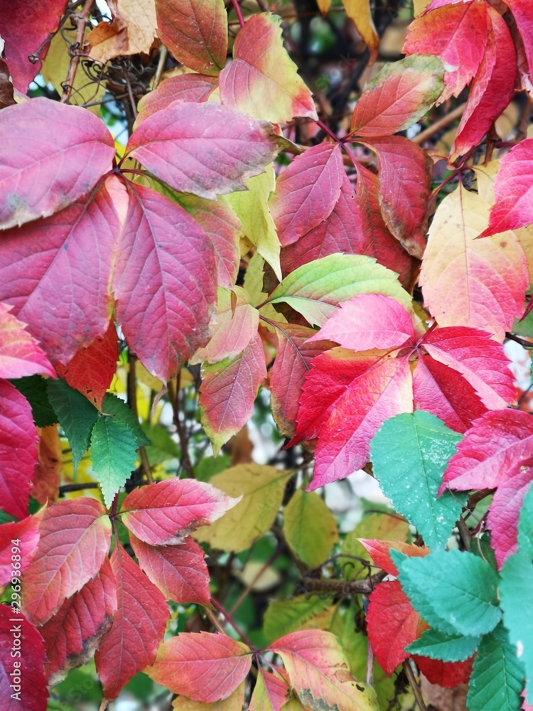 Multi-colored autumn leaves in the nature wall Multi-colored autumn leaves in the nature wall