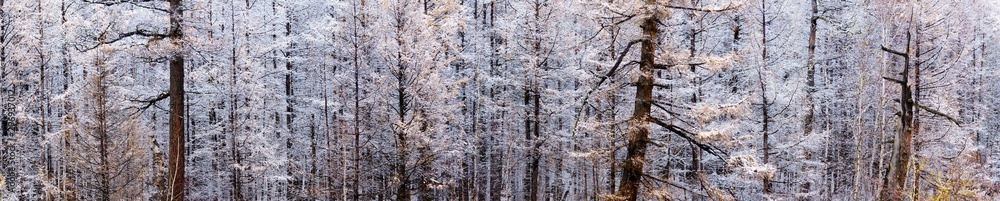 panorama view of snowy scenery fall of the larch forest. A snowy forest scene. The first snow fall of the larch . texture of wood panorama view of snowy scenery fall of the larch forest. A snowy forest scene. The first snow fall of the larch . texture of wood