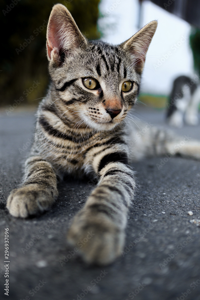 Junge Katze liegt auf der Straße und streckt Pfote entgegen Junge Katze liegt auf der Straße und streckt Pfote entgegen