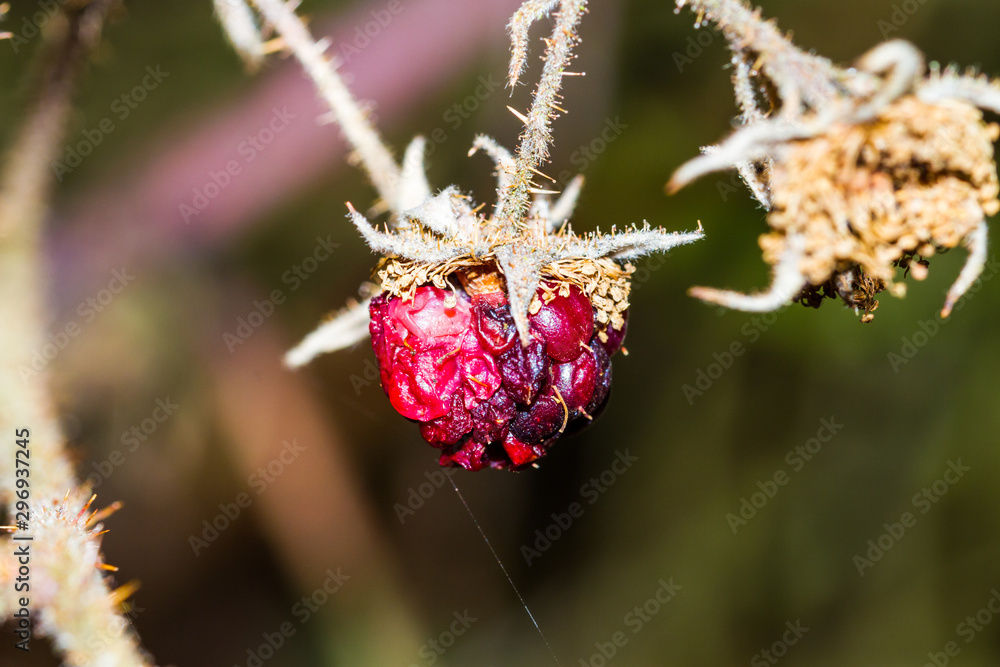 Fototapeta premium Himbeere / Cloudberry