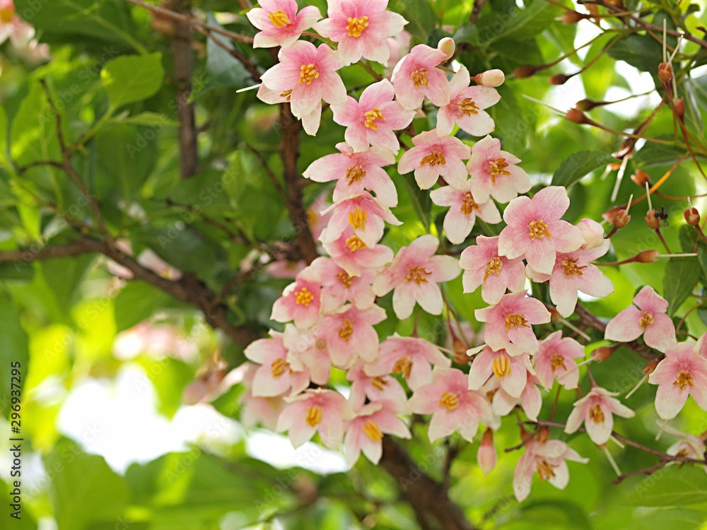 アカバナエゴノキの花 Stock Photo Adobe Stock