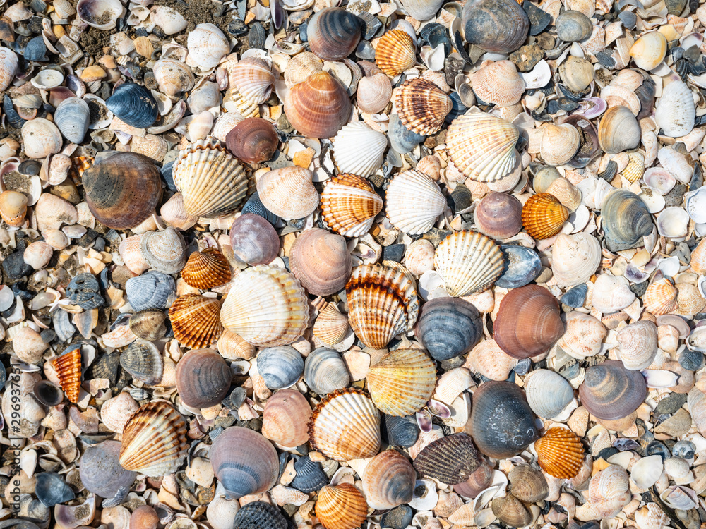 Shell background. Colorful shells on the sand beach. Space for text.